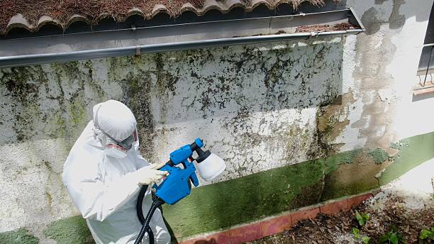 Top rated local Basement Mold Removal specialists in Auburn, WA